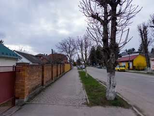 A tree in the middle of a street next to a brick wall
