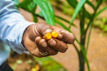 Close up of a male hand holding fresh turmeric roots, Sri Lanka
