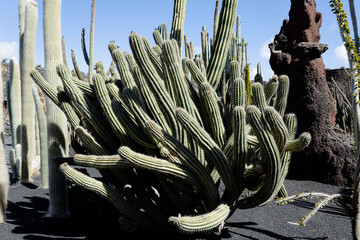 The Cactus Garden, called 