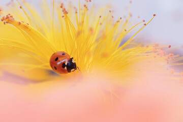 Ladybug perched on yellow flower, showcasing the intricate details of garden wildlife.