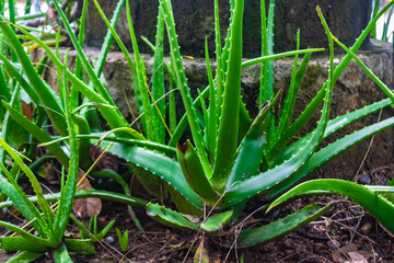 Close up of garden-grown Aloa Vera plant, Sri Lanka