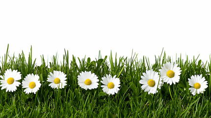 White Daisies Blooming in Green Grass Against White Background Celebrating Springtime Beauty and Freshness
