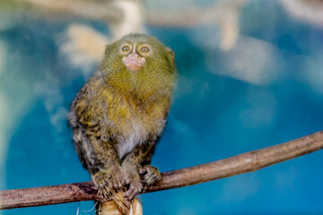 Pygmy marmoset Cebuella niveiventris, a marmoset species, a very small New World monkey, found in...
