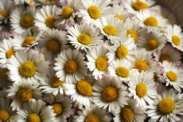 Obraz premium Common daisy flowers - wild edible plant harvested in early spring