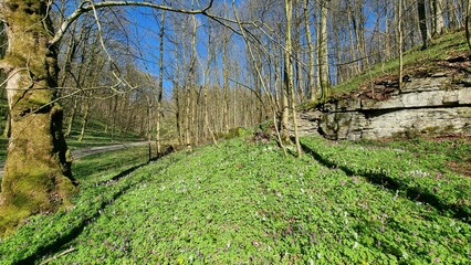green forest in spring
