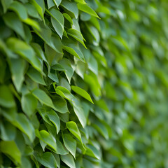 Fototapeta premium Vibrant Green Leaves Close Up Showing Texture And Natural Beauty In Soft Focus