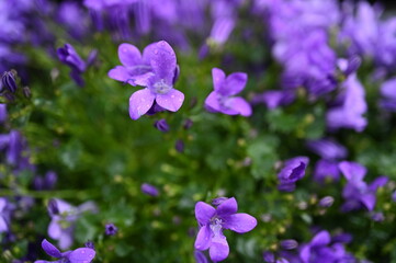 Obraz premium lilac bellflower petals Raindrops on purple campanula Summer garden flowers macro Violet bell-shaped petals Fresh blooming plant macro