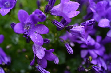 lilac bellflower petals Raindrops on purple campanula Summer garden flowers macro Violet bell-shaped petals Fresh blooming plant macro