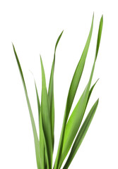 Blades of green grass isolated on white