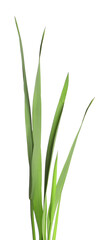 Blades of green grass isolated on white