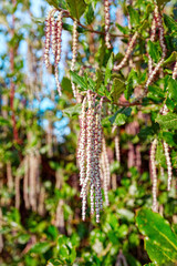 Close up of coast silk-tassel hanging on the tree