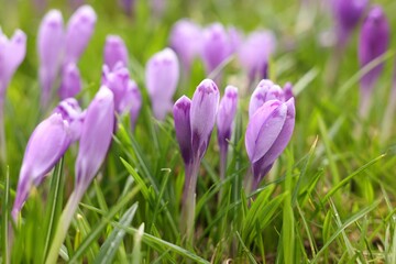 Obraz premium Many beautiful flowers and grass growing outdoors, closeup