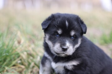 Portrait of cute tiny puppy outdoors, closeup. Space for text