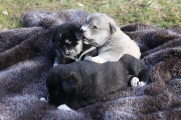 Cute tiny puppies on brown blanket outdoors