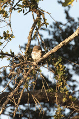 Photo of African barred owlet