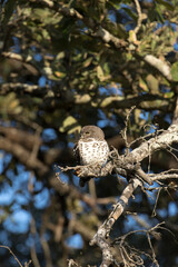 Photo of African barred owlet