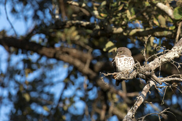 Photo of African barred owlet