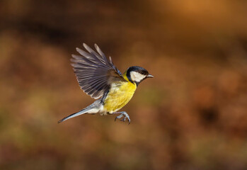 tit bird flying in sunny garden spreading wings and feathers