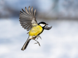 tit bird flying in sunny winter garden spreading wings and feathers against sky