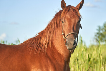 Portraits of Purebred Horses