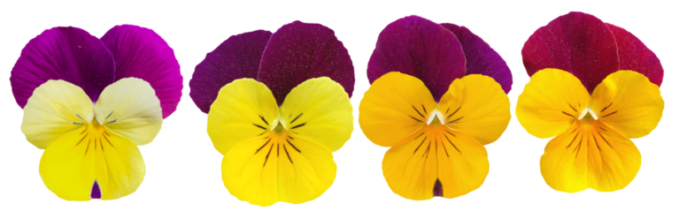 collection of yellow and purple pansies isolated on transparent background, flower png for floral design
