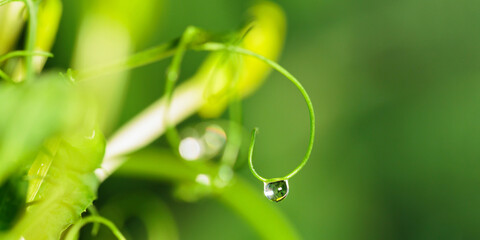 Close-up of a water droplet on the tip of a pea microgreens leaf reflecting nature.
