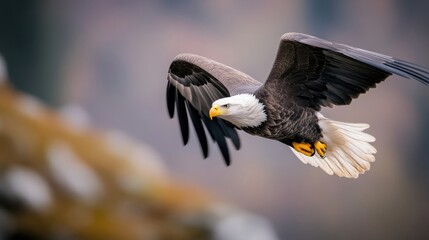 Fototapeta premium Majestic eagle soaring through the air. A powerful bird of prey in flight, showcasing its large wings and sharp talons. The blurred background hints at a mountainous or rocky landscape