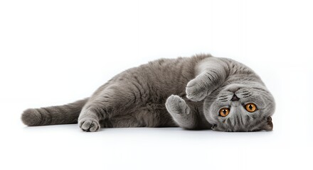 Playful Gray Cat Lying on Back with Paws Up on White