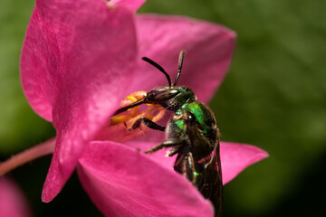 metalic green bee on a pink flower, Eglossa