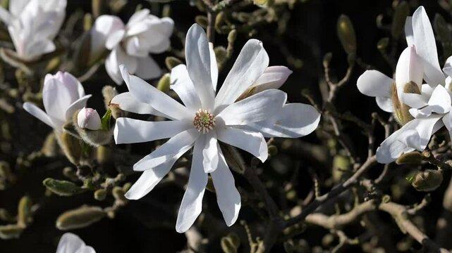 Magnolia Stellata, in April, 2025.