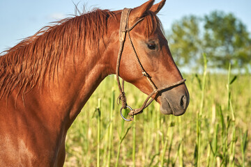 Close-Ups of Purebred Horses