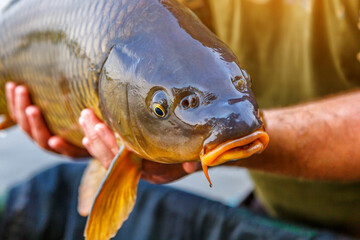 Obraz premium Carpfishing session at the Lake.lucky fisherman holding a giant common carp.Angler with a big carp fishing trophy.Fishing adventures.Fish trophy