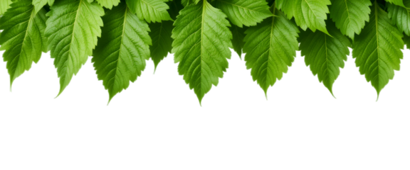 Grape leaf border design isolated on transparent background. Fresh grape fruit leaf png. Design element