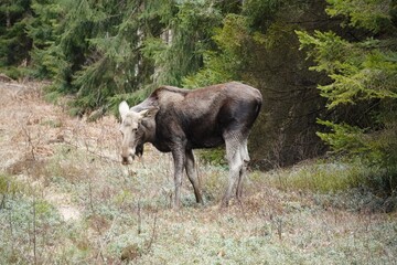 Wild moose roaming the forest