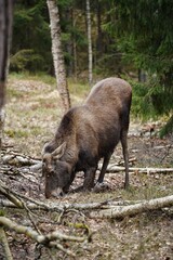 Wild moose roaming the forest