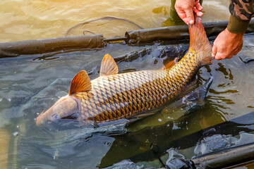 Carpfishing session at the Lake.Large carp fish being released back into the lake water after being...