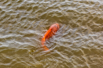 Carpfishing session at the Lake.Carp koi fish being released back into the lake water after being...
