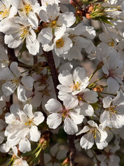 Close-up of white cherry blossoms on a dark branch in sunlight. Suitable for education, digital design, seasonal marketing, and ecological content use.