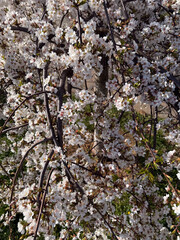 Full view of a tree branch covered with white cherry blossoms, captured from above. Suitable for tourism, seasonal design, and botanical presentations.