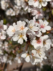 Close-up view of blooming white cherry blossoms with pink centers. Useful for eco design, educational visuals, seasonal ads, or tourism content.
