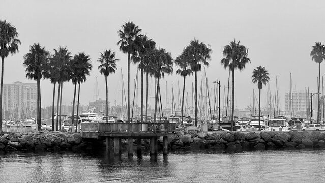 LOS ANGELES, CA, SEP 27, 2024: black and white image of marina with tall palm trees, sailboat masts, and a wooden pier extending into calm water with city buildings in background. Long Beach