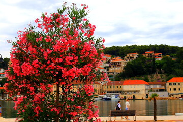 Pink oleander flowers bloom on seashore in Croatia against old houses. Oleander Nerium, tree