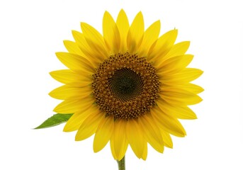Vibrant sunflower with bright yellow petals and dark center isolated on white background
