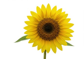 Fototapeta premium Vibrant sunflower with bright yellow petals and dark center isolated on white background