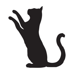 black cat on white background