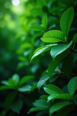Tropical green leaves background on tree branches, lush foliage, botanical backdrop, tropical,  wallpaper