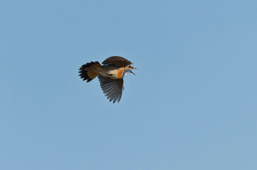 Bluethroat Luscinia svevica in Normandie, France