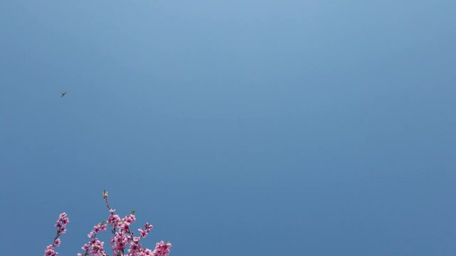 branches d'un arbre &agrave; p&ecirc;ches en fleur devant un ciel bleu au vent, p&ecirc;cher
