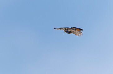 Bluethroat Luscinia svevica in Normandie, France