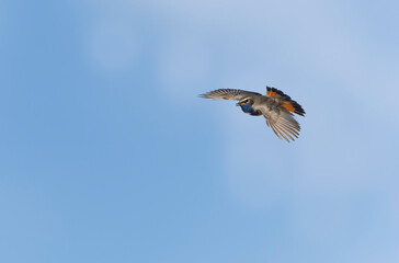 Bluethroat Luscinia svevica in Normandie, France